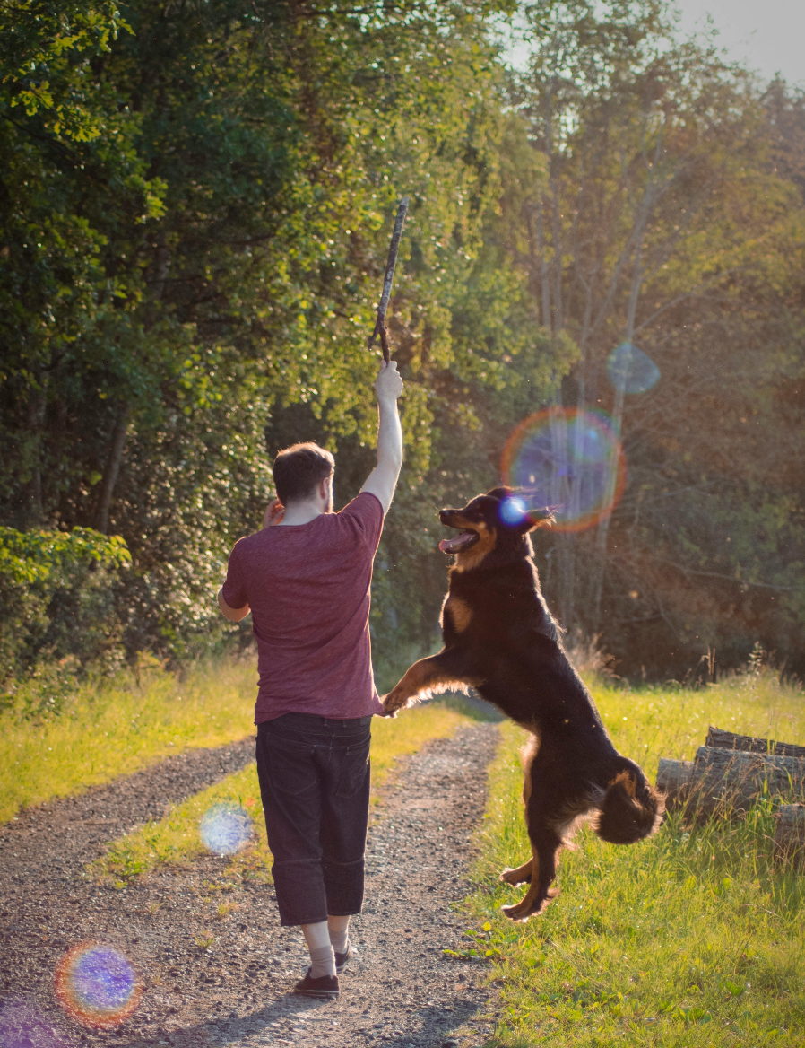 Beyond Walks and Kibble: The Joys of Enrichment Activities for Your Pet